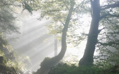 4 августа: что нельзя делать в День памяти Марии Магдалины