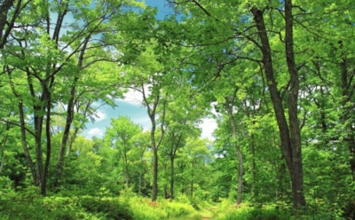 5 августа: что нельзя делать в День Почаевской иконы Божией Матери