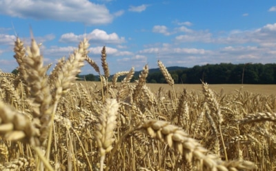 10 августа: что нельзя делать в День Смоленской иконы Божией Матери