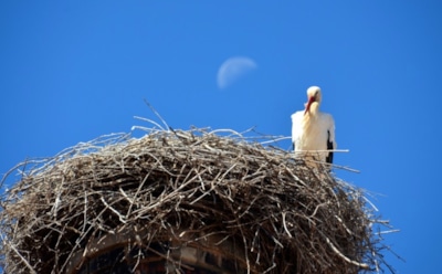 17 августа: что нельзя делать в День памяти Ии Персидской