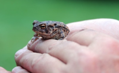 25 августа: что нельзя делать в День памяти мучеников Фотия и Аникиты