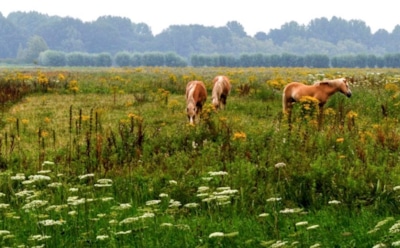 31 августа: что нельзя делать в День памяти мучеников Флора и Лавра