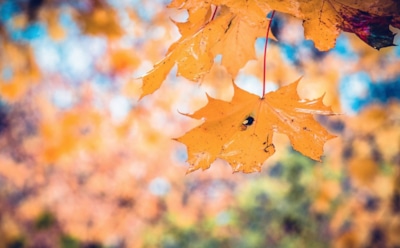 1 сентября: что нельзя делать в День памяти Андрея Стратилата