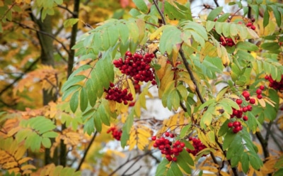 3 сентября: что нельзя делать в День памяти апостола Фаддея
