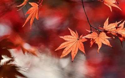 20 сентября: что нельзя делать в День памяти Иоанна Новгородского