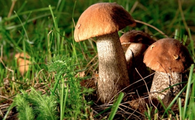 24 сентября: что нельзя делать в День святой Феодоры