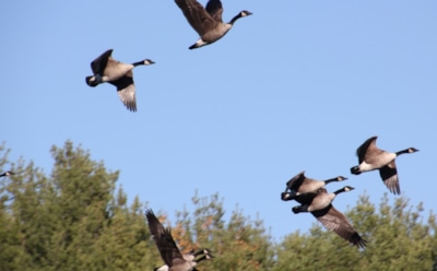 28 сентября: что нельзя делать в День памяти Никиты Готского