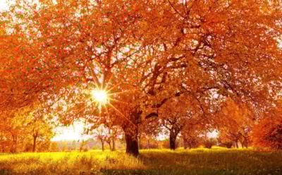 29 сентября: что нельзя делать в День памяти Евфимии Всехвальной