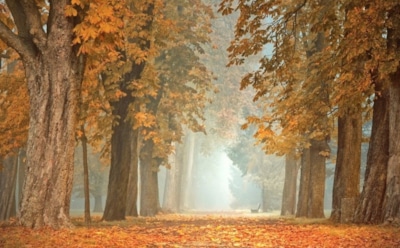 4 октября: что нельзя делать в День памяти апостола Кодрата