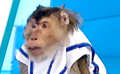 Доктора Мясникова покусала обезьяна