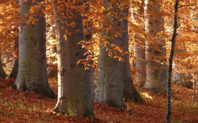 12 октября: что нельзя делать в День памяти Кириака Отшельника