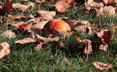 15 октября: что нельзя делать в День памяти Андрея Юродивого