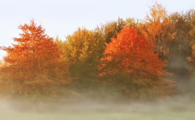 18 октября: что нельзя делать в День памяти Харитины Амисийской