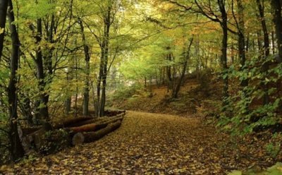 19 октября: что нельзя делать в День памяти апостола Фомы