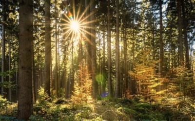 20 октября: что нельзя делать в День памяти Сергия и Вакха