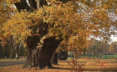 25 октября: что нельзя делать в День памяти Космы Маюмского