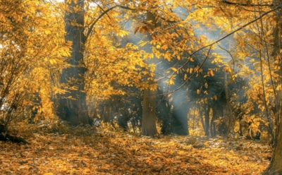 26 октября: что нельзя делать в День Иверской иконы Божией Матери