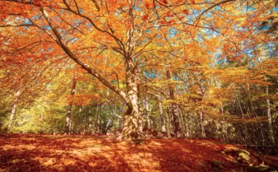 27 октября: что нельзя делать в День памяти Назария и Цельсия