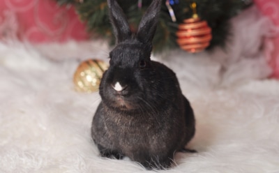 Гастрономические «нет» от Кролика: какие блюда не стоит готовить в новогоднюю ночь в 2023-м