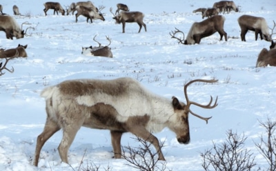 28 декабря: какие праздники отмечают в этот день