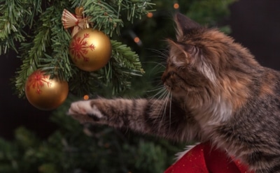 1 января: какие праздники отмечают в этот день