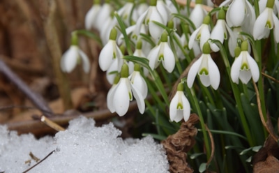 Долгожданная весна: какая погода ждет нас в марте