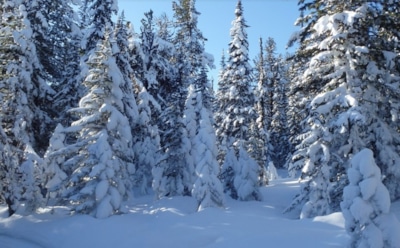 14 января: какие праздники отмечают в этот день