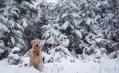 20 января: какие праздники отмечают в этот день