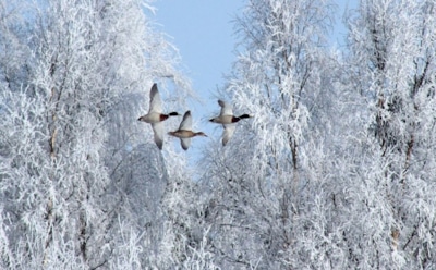 16 февраля: какие праздники отмечают в этот день