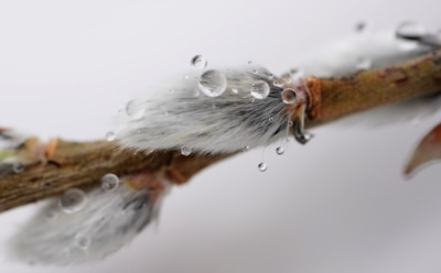 4 марта: какие праздники отмечают в этот день