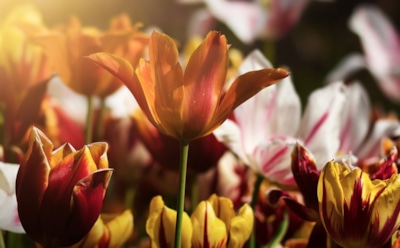 7 марта: какие праздники отмечают в этот день