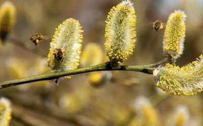 10 марта: какие праздники отмечают в этот день