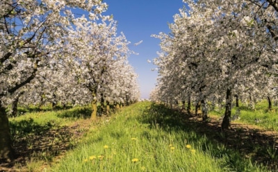 30 марта: какие праздники отмечают в этот день
