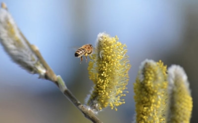 4 апреля: какие праздники отмечают в этот день
