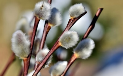 8 апреля: какие праздники отмечают в этот день