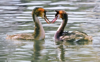 11 апреля: какие праздники отмечают в этот день