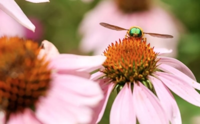 12 апреля: какие праздники отмечают в этот день