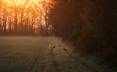 20 апреля: какие праздники отмечают в этот день