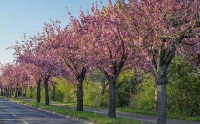 21 апреля: какие праздники отмечают в этот день