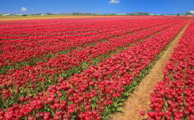 25 апреля: какие праздники отмечают в этот день