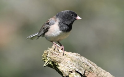 4 мая: какие праздники отмечают в этот день