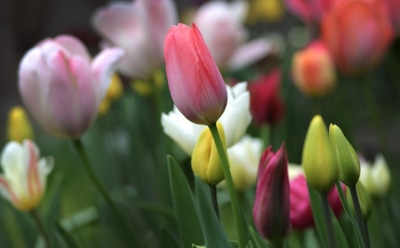 12 мая: какие праздники отмечают в этот день