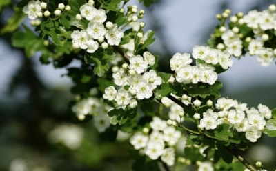 13 мая: какие праздники отмечают в этот день