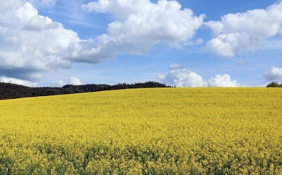 16 мая: какие праздники отмечают в этот день