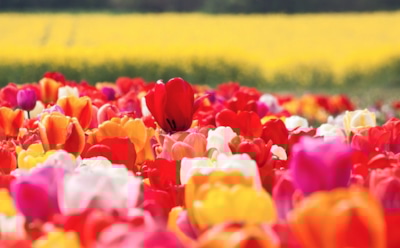 26 мая: какие праздники отмечают в этот день