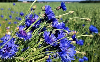 14 июня: какие праздники отмечают в этот день