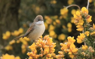 20 июня: какие праздники отмечают в этот день