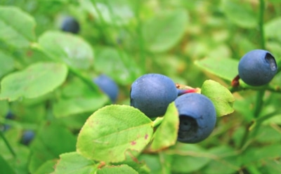 14 июля: какие праздники отмечают в этот день
