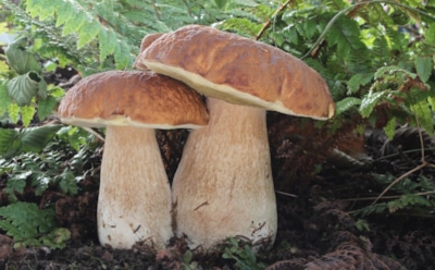 11 августа: какие праздники отмечают в этот день