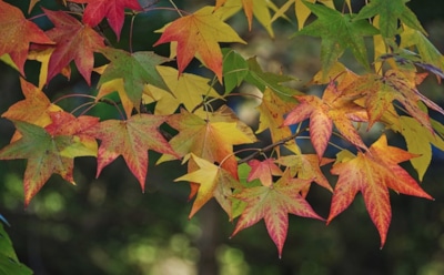 12 сентября: какие праздники отмечают в этот день